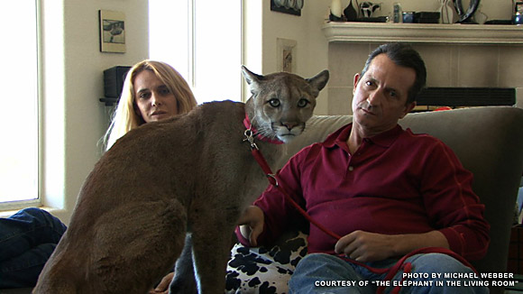 The Elephant in the Living Room - DVD Review The Elephant in the Living Room - DVD Review