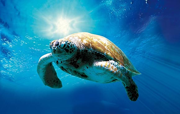 Turtle: The Incredible Journey Turtle: The Incredible Journey
