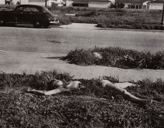 The Black Dahlia The Black Dahlia